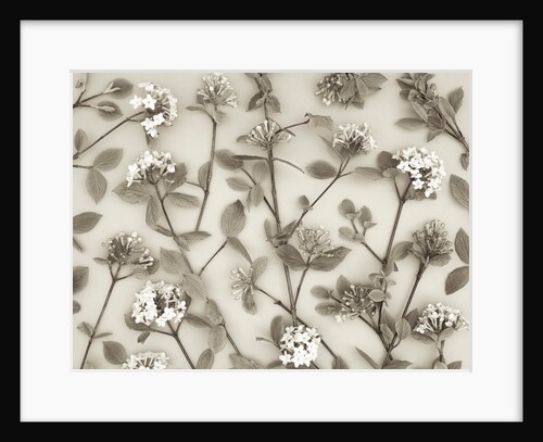 Viburnum Juddii flowers by Assaf Frank